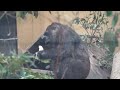 betrayal kintaro suddenly flirts with keeper while playing with gentaro. lol gorilla .kyoto zoo