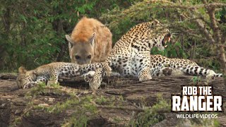 Leopard And Cub Chased By Hyenas | Maasai Mara Safari | Zebra Plains