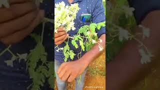 முருங்கை விவசாயத்துக்கு சில டிப்ஸ்