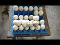 balutan business 3000 duck eggs everyday