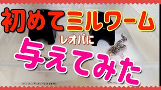 ヒョウモントカゲモドキに初めてミルワームを与えてみた！！ 食べてくれるかな～？