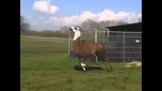 Funny Llama vine