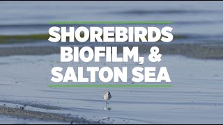 Biofilm, Shorebirds, and Salton Sea