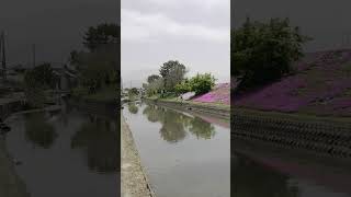 2023年4月13日 禎瑞の芝桜