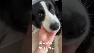 親バカ飼い主の相手をするボーダーコリー🐾