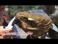 Fishing for huge Groupers at D'Best Premium Pond! | Rapala Classic Vaaksy