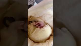 ♡2022年9月28日脱嚢♡#フクロモモンガ#フクモモ#フクモモベビー#Sugarglider#脱嚢#フクロモモンガリューシ#フクロモモンガノーマルヘテロリューシ#双子#YUfamチャンネル