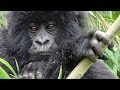 Mountain gorillas from Kabirizi family in Congo