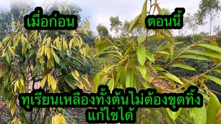 แก้ไขทุเรียนใบเหลืองหาย 100% ทำตามได้ง่ายๆ | เนมสวนลุงเลิศ