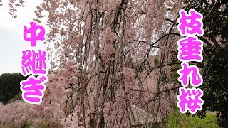 中継ぎの枝垂れ桜（2017.4.30新潟県村上市(旧山北町)）