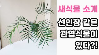 필로덴드론 토텀 키우기ㅣ분갈이 수다ㅣ부제 식물을 키우게된 이유ㅣ