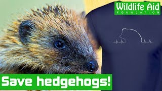 YOU can help hedgehogs with a t-shirt!