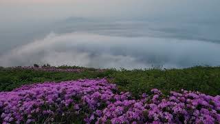 阿蘇 高岳東峰 天狗の舞台 ミヤマキリシマ🌸2024.5.26