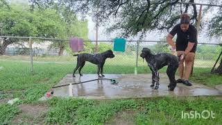 Onyx Bailey It S Bath Time