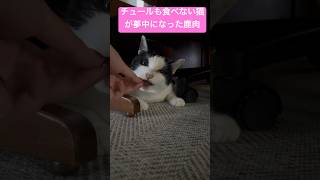 チュールも食べない猫が鹿肉ジャーキーに夢中になった！#猫のいる暮らし #猫動画 #ちゅーるの動画