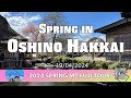 Spring in Oshino Hakkai : 2024 Spring Mt.Fuji Tour Pt.1