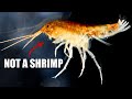 Amphipod Facts: the LAWN SHRIMP 🦐 Animal Fact Files