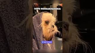 Приколы, мем, утро понедельника😂😂 #shorts  #short #youtubeshorts #смешныевидео #приколы