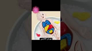 نموذج تشريح جسم الإنسان نماذج هيكل عظمي واقعي للجسم #newbornbaby #اكسبلور #حديث_ولادة #جهازات_بيبي