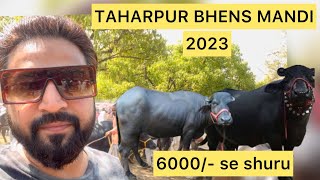 TAHARPUR BHENS MANDI LIVE UPDATE 15-03-2023 || 6000/- se shuru || 15 litter doodh deti he  ||