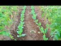 unique tomato farming best tomato farming tamatar aur gobhi ki kheti ek saath