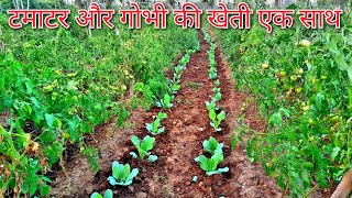 unique tomato farming | best tomato farming | tamatar aur Gobhi ki kheti ek saath