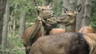 zomer in het bos, Veluwe movie