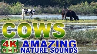 Cows mooing and spring birds singing # Relaxing nature sounds # Strofilia, Greece # 4K vid