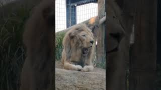 指春■㊲ホワイトライオン・白獅子・セラムくん・沖縄こどもの国・・・White_Lion・Okinawa Zoo \u0026 Museum(20230308)