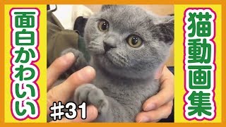 【面白猫動画】可愛くて癒される♪おもしろ猫動画集 #31