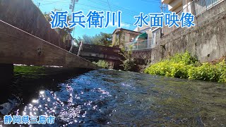 【水の都】源兵衛川　水面映像【名水百選】