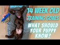 What Should Your Puppy Know In Their First Six Weeks Home?