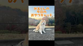 み太くんの今日のおやつキャッチ71日目 #秋田犬 #shorts #もふもふ