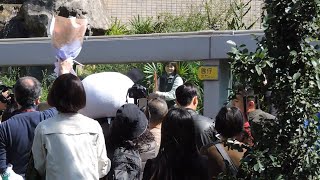 20150214-1 貓館上演求婚記 圓仔見證育欣喜 Giant Panda Yuan Zai