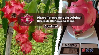 139) Pitaya Teruya do Vale Original: Diretamente de Okinawa, Japão