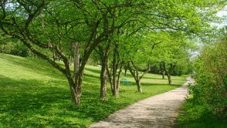 Morva Rouse Park Creekside Apple Blossoms, Cambridge ON Canada