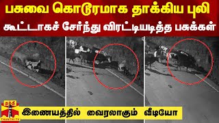 பசுவை கொடூரமாக தாக்கிய புலி... கூட்டாகச் சேர்ந்து விரட்டியடித்த பசுக்கள் - வைரலாகும் வீடியோ