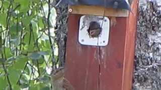 Eurasian Wryneck, food/ Vendehals, mat