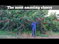 The most biggest & Amazing Cherry Farm 🍒🍒🤩 Asi luce el huerto de cerezas con mas frutos😱