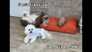 Dog daycare in Japan DogRinho 犬の保育園　20250119