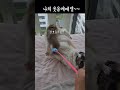 이정도는 해야 쩍벌냥이쥐..그 집사에 그 고양이😅 귀여운고양이 cutecat