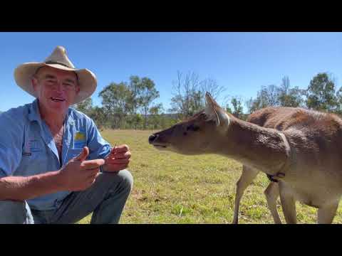 Trapping Tips And Techniques Youtube