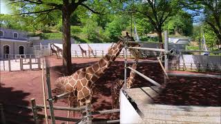 パイプをなめるアミメキリン - 多摩動物公園 ~ Reticulated giraffe licking steel pipe @ Tama Zoological Park