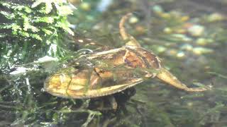 ＜絶滅危惧種＞タガメ（田鼈、水爬虫）：Giant water bug