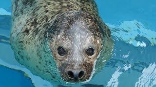 2019.7.17 Spotted Seal　ゴマフアザラシ　Sora (14 years old , male)　（猛獣館）