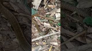 വലയിൽ പെട്ടു പോയ പാമ്പ് (Rat snake മഞ്ഞ ചേര) #snake #palai