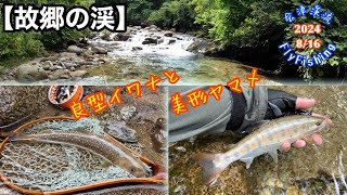 2024-8/16会津渓流FlyFishing【故郷の渓】良型のイワナと美形ヤマメ