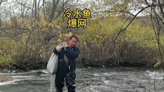 东北林区捕鱼的最好天气，下大雨就爆网，捞了半桶冷水鱼，真过瘾【东北林区艾三】