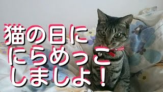 猫の日・猫とにらめっこしましょDay of a cat～kitten2