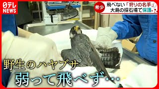 【保護】痩せ細って飛べず… 野生のハヤブサ 動物園が一時的に保護　愛媛　NNNセレクション